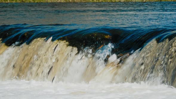 Flying fish in Kuldiga Waterfall on the rapids of Venta