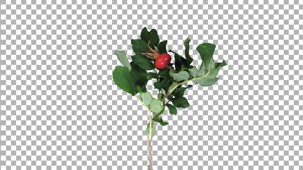 Time-lapse of drying Rosa Rubiginosa branch with ALPHA channel