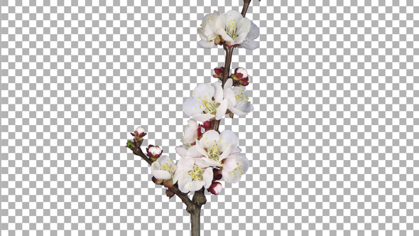 Time lapse of blooming apricot branch with ALPHA channel