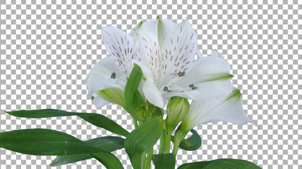 Time lapse of growing, opening and rotating white Peru lily flower with ALPHA channel