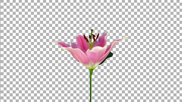 Time lapse of growing, opening and rotating pink lily flower with ALPHA channel