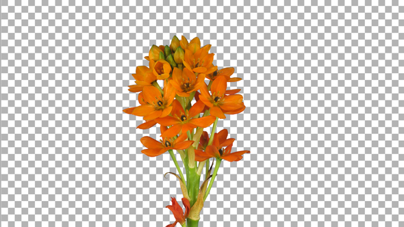 Time lapse of growing, opening and rotating orange african lily flower with ALPHA channel