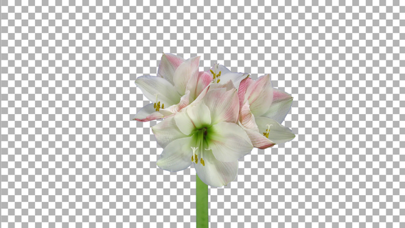 Time lapse of growing and rotating amaryllis Apple Blossom flower with ALPHA channel