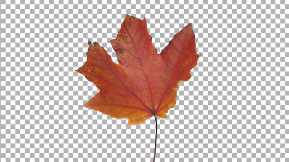 Time lapse of drying red Maple leaf with ALPHA channel