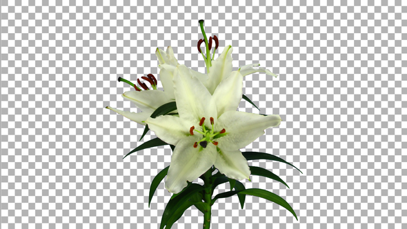 Time lapse of growing, opening and rotating white stargazer lily flower with ALPHA channel