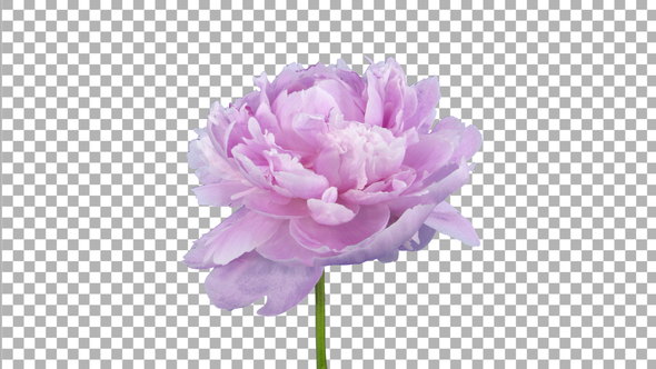 Time lapse of growing, opening and rotating pink Peony flower with ALPHA channel