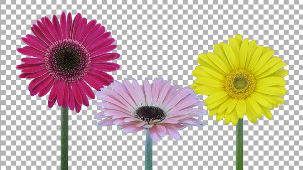 Time-lapse of opening gerbera flowers with ALPHA channel