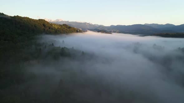 Forest Fog Landscape