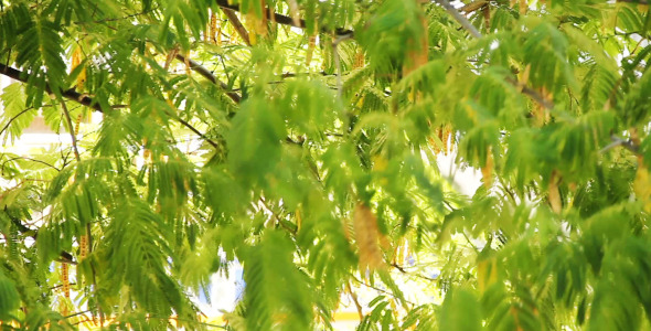 Tree Leaves Swinging