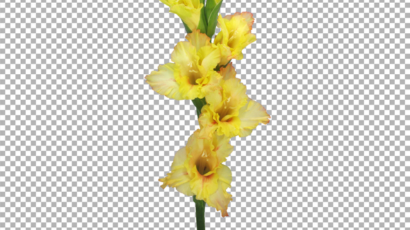 Time lapse of opening yellow gladiolus flower with ALPHA channel