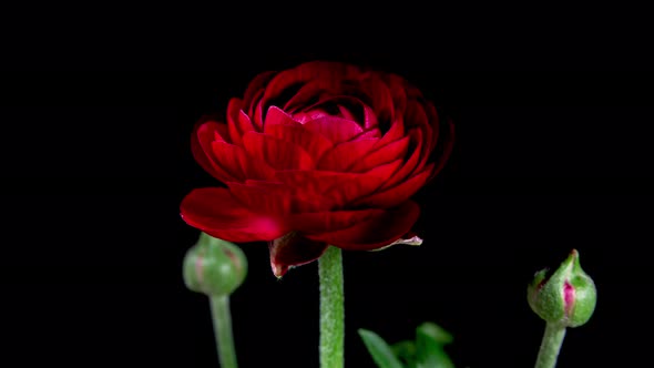 Time Lapse of Opening Red Flower Buttercup on a Black Background. Side View on Ranunculus Flower