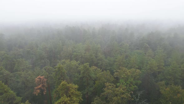 Fog in the Forest Aerial View