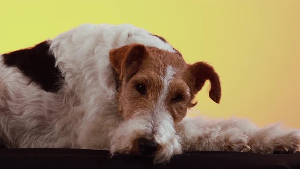 A Dog of the Fox Terrier Breed Lies in the Studio on a Black Blanket on a Yellow Orange Gradient