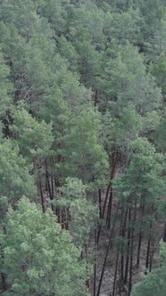 Vertical Video of Pine Forest Aerial View Slow Motion