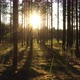 Beautiful landscape with Sunrise Sun at the Sunny Coniferous Forest - VideoHive Item for Sale
