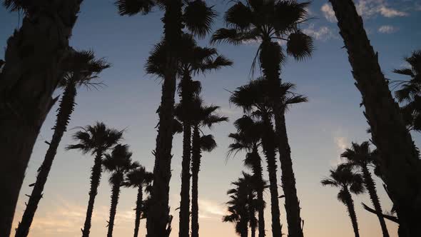 Silhouette Palm Trees in Street at Sunset. Summer Tropical Beach Concept.