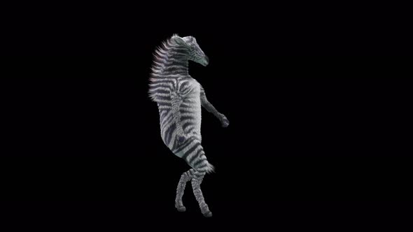 28 Zebra Dancing 4K