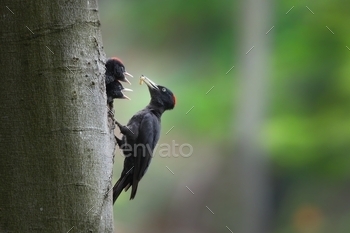 g chicks on tree in forest. Two young birds with black feather peeking from nest. Wild animal with dark plumage and red head holding worn in beak in nature.