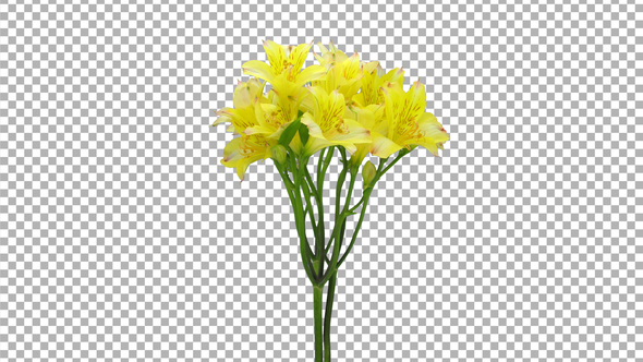 Time-lapse of opening yellow Alstroemeria with ALPHA channel