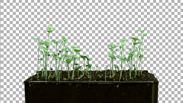 Time-lapse of germinating microgreens broccoli seeds with ALPHA channel