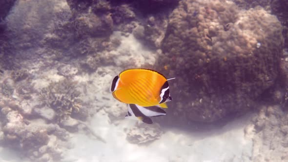 Underwater Video of Pair Yellow Blackcap Butterflyfish and Longfin Bannerfish Fish Swimming Among