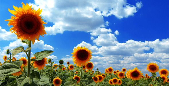 Flowering Sunflowers