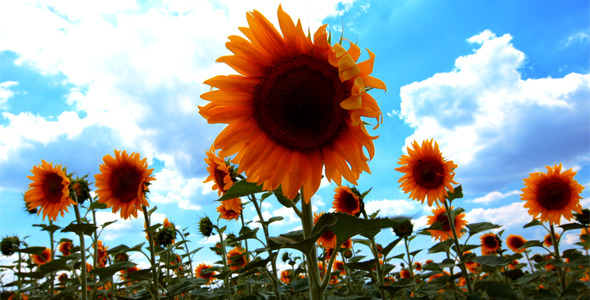 Flowering Sunflowers alt