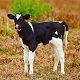 Calf Mooing - AudioJungle Item for Sale