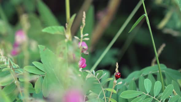 Ladybug exploring a Plant Before Flying Off