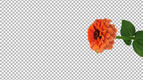 Time-lapse of opening orange Zinnia flower with ALPHA channel, vertical orientation