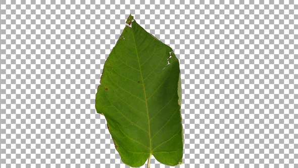 Time-lapse of drying Shrub leaf with ALPHA channel