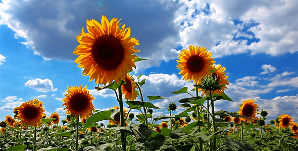 Flowering Sunflowers alt