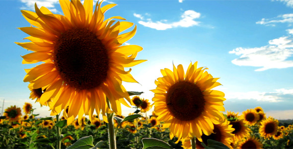 Flowering Sunflowers alt