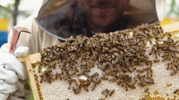 Beekeeper in Protective Workwear Inspecting Honeycomb Frame at Apiary