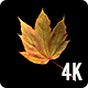 Autumn Maple Leaf Floating Revolving in Transparent Background - 4K - VideoHive Item for Sale