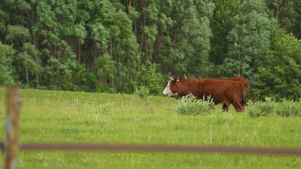 Cow and Bull in the Mountains