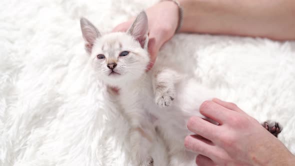 Men Hands Holds a Small White Kitten and Petting Him