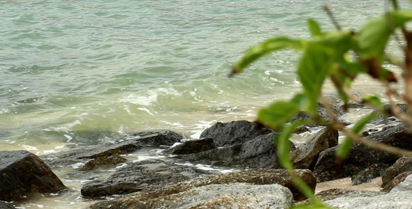 Wave, Rocks And Plant