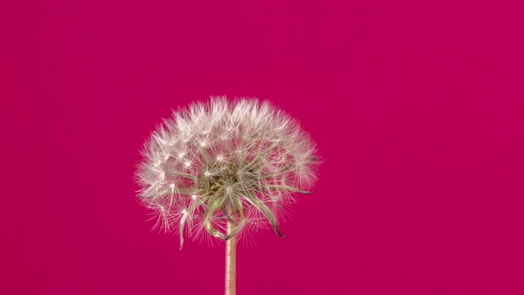 Dandelion Seed Blossom Timelapse on Red