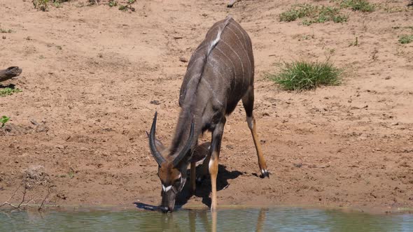 Male Lesser kudu drinks from a waterhole