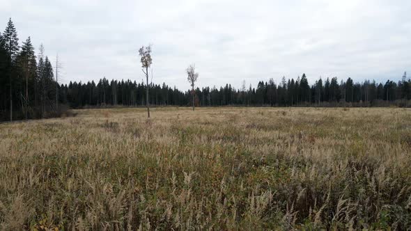 Flying Over a Yellow Autumn Field