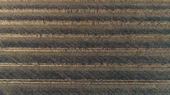 Harvesting, Cornfield with Combine and Tractor on Parallel Rows During Harvest Season in Autumn