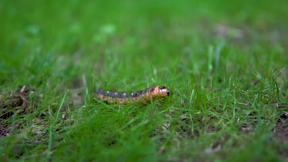 Slowly Large Caterpillar Crawls on the Grass
