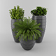 PLANT - 3DOcean Item for Sale