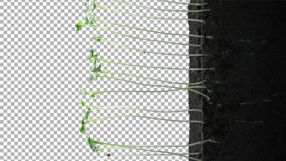 Time-lapse of germinating rapeseed with ALPHA channel, vertical orientation