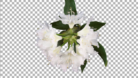 Time-lapse of dying rhododendron plant with ALPHA channel, top view