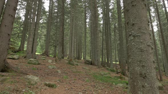 Inside a Spruce Forest 