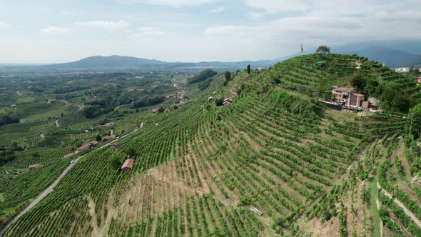 Aerial View of Vineyard Fields on the Hills in Italy Growing Rows of Grapes