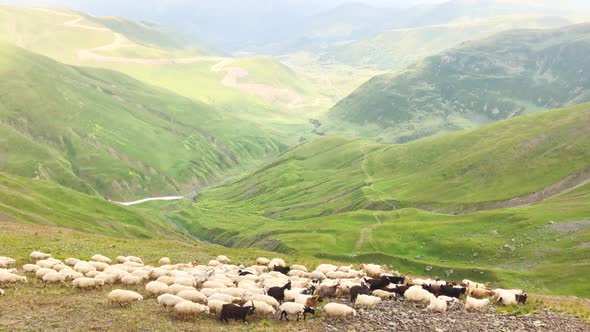 Wild Sheep And Goat In Georgia Mountains