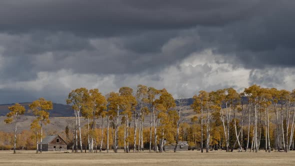 Timelapse of dark clouds moving over colorful tall aspen tress in pasture